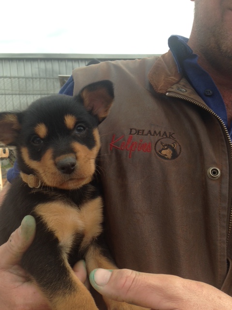 Red kelpie pups for hot sale sale